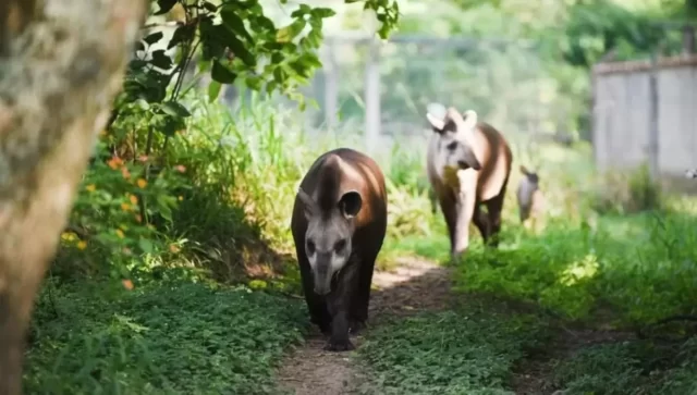 tapires en horco molle