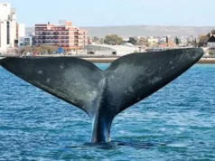 puerto madryn