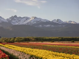 campo de tulipanes de trevelin