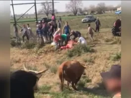 Faenan vacas al costado de la ruta tras volcar un camión