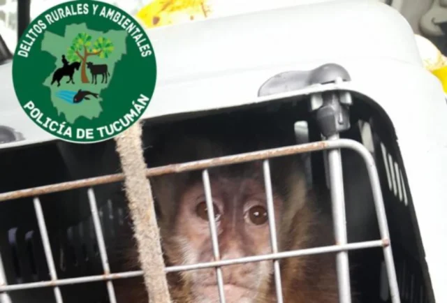 Rescate mono capuchino