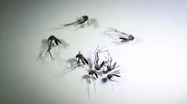 Mosquito transmisor dengue