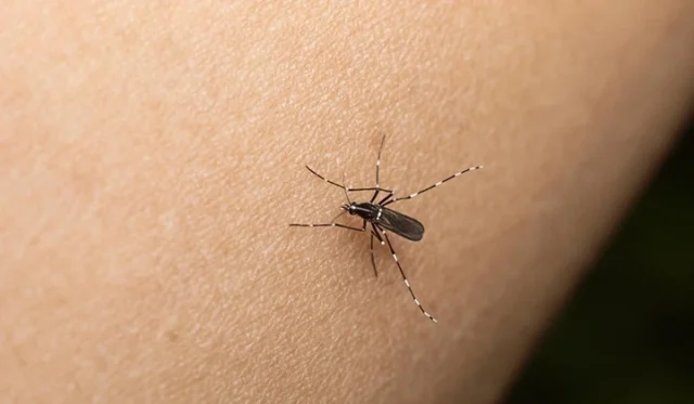 NEGRO Y BLANCO. El Aedes aegypti puede distinguirse porque tiene rayas.