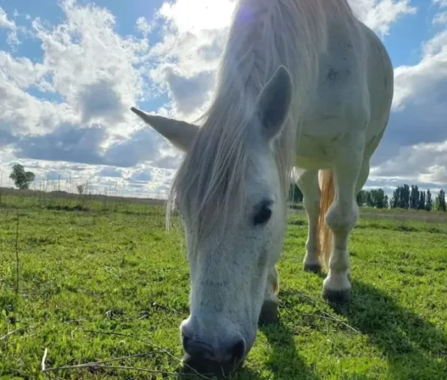 Caballo CArlitos