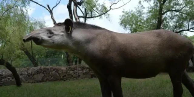 El tapir es la especie más grande de mamíferos terrestres de Sudamérica