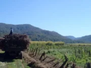 22266 caña bolivia salta