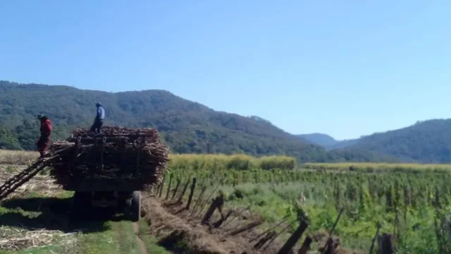 22266 caña bolivia salta