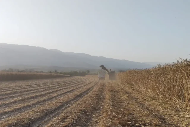 Cosecha de caña de azúcar en Tucumán