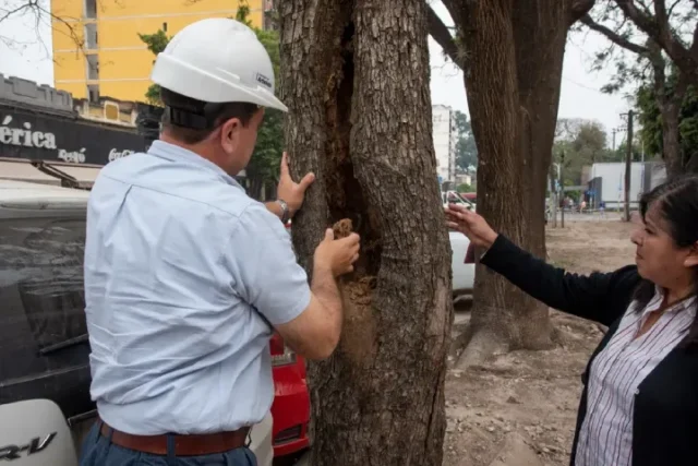 Reforestación muni