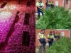 Hallan 600 plantas de marihuana y un vivero en Las Talitas