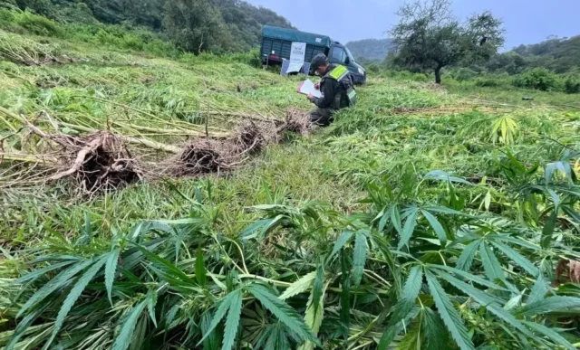 plantación de marihuana