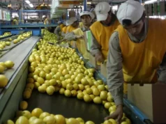 citrus
