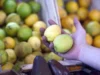 sector limonero consideran que el ano citricola asoma complicado